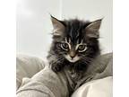 Ludmila, Domestic Mediumhair For Adoption In Mississauga, Ontario, Ontario