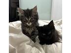 Zoya, Domestic Mediumhair For Adoption In Mississauga, Ontario, Ontario
