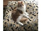Connor, Domestic Longhair For Adoption In St. Cloud, Minnesota