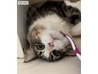 Johnny, Domestic Mediumhair For Adoption In Burnaby, British Columbia