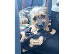 Stevie, Terrier (unknown Type, Small) For Adoption In North Las Vegas, Nevada