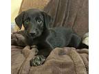 Leif, Labrador Retriever For Adoption In Evergreen, Colorado