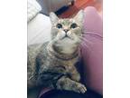 Brownie, Domestic Shorthair For Adoption In Pickerington, Ohio