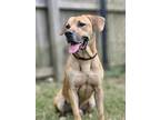 Abel, Labrador Retriever For Adoption In Matawan, New Jersey