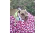 Chata, American Pit Bull Terrier For Adoption In Downey, California