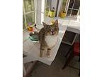 Lizzy, Domestic Shorthair For Adoption In Painted Post, New York