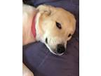 Daisy, Labrador Retriever For Adoption In Yukon, Oklahoma