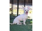 Charlie Watts, Westie, West Highland White Terrier For Adoption In Pittsburg