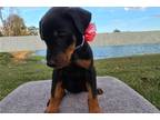 Roxy