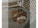 Cocker Spaniel PUPPY FOR SALE ADN-840601 - KH CKC Cocker Spaniels litter of 7