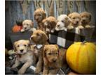 Goldendoodle-Poodle (Standard) Mix PUPPY FOR SALE ADN-840591 - Snuggly