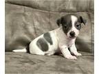 Chiweenie PUPPY FOR SALE ADN-840572 - Beautiful Chiweenie Puppies