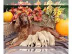 Golden Irish PUPPY FOR SALE ADN-840356 - Geminis Litter