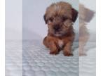 Shorkie Tzu PUPPY FOR SALE ADN-840544 - Nice litter of Shorkies