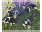 Border Collie PUPPY FOR SALE ADN-840519 - Registered Border Collie Pups