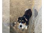 Australian Shepherd PUPPY FOR SALE ADN-840505 - Rocky