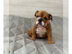 English Bulldog PUPPY FOR SALE ADN-840504 - Girl 1