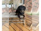Miniature Bernedoodle PUPPY FOR SALE ADN-840501 - Mini Bernedoodle