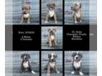 American Bully PUPPY FOR SALE ADN-840500 - XL bully