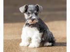 Schnauzer (Miniature) PUPPY FOR SALE ADN-840493 - AKC Schnauzer