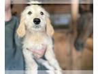 Goldendoodle PUPPY FOR SALE ADN-840462 - Harriette