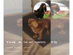 Cavalier King Charles Spaniel PUPPY FOR SALE ADN-840460 - 5 ChampionBloodline