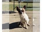 Chihuahua PUPPY FOR SALE ADN-840436 - CKC Teacup Chihuahua
