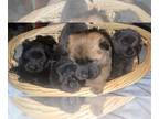 Chow Chow PUPPY FOR SALE ADN-840435 - Chow Chow puppies born Aug 1