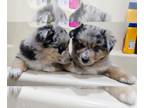 Australian Shepherd-Pomsky Mix PUPPY FOR SALE ADN-840414 - Oreo Cookies