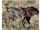German Shorthaired Pointer PUPPY FOR SALE ADN-840366 - GSP Puppy