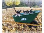 Pembroke Welsh Corgi PUPPY FOR SALE ADN-840348 - Crossroad Canines Pembroke