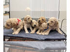 Goldendoodle PUPPY FOR SALE ADN-840602 - CKC Registered Goldendoodle in Colorado