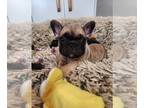 French Bulldog PUPPY FOR SALE ADN-840561 - AJ