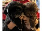 ShihPoo PUPPY FOR SALE ADN-840530 - Shihpoo