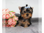 Yorkshire Terrier PUPPY FOR SALE ADN-840520 - Tiny boy Beanie
