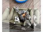French Bulldog PUPPY FOR SALE ADN-840503 - French bulldogs