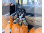 Cock-A-Poo PUPPY FOR SALE ADN-840465 - Cockapoo puppies