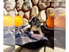 English Springer Spaniel PUPPY FOR SALE ADN-840421 - English Springer Spaniel
