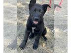 German Shepherd Dog PUPPY FOR SALE ADN-840374 - Black German Shepherds