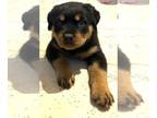 Rottweiler PUPPY FOR SALE ADN-840605 - Rosey
