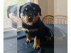 Rottweiler PUPPY FOR SALE ADN-840604 - Rottweiler pup