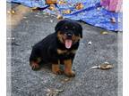 Rottweiler PUPPY FOR SALE ADN-840603 - Tank