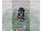 Rottle PUPPY FOR SALE ADN-840593 - Male Rottle Puppy