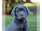 Cane Corso PUPPY FOR SALE ADN-840570 - ICCF Cane Corso