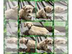 Schnauzer (Miniature) PUPPY FOR SALE ADN-840554 - Wheaten Male
