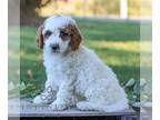Goldendoodle (Miniature) PUPPY FOR SALE ADN-840540 - Mini Goldendoodle