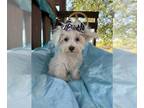 Maltese PUPPY FOR SALE ADN-840531 - TEDDY IS A MALTESE MALE