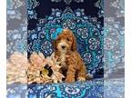 Poodle (Miniature) PUPPY FOR SALE ADN-840518 - Super Cute Mini Poodle Puppy