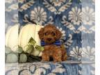 Cavapoo PUPPY FOR SALE ADN-840514 - Adorable Cavapoo Puppy
