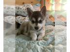 Alaskan Klee Kai PUPPY FOR SALE ADN-840512 - Alaskan Klee Kai puppy